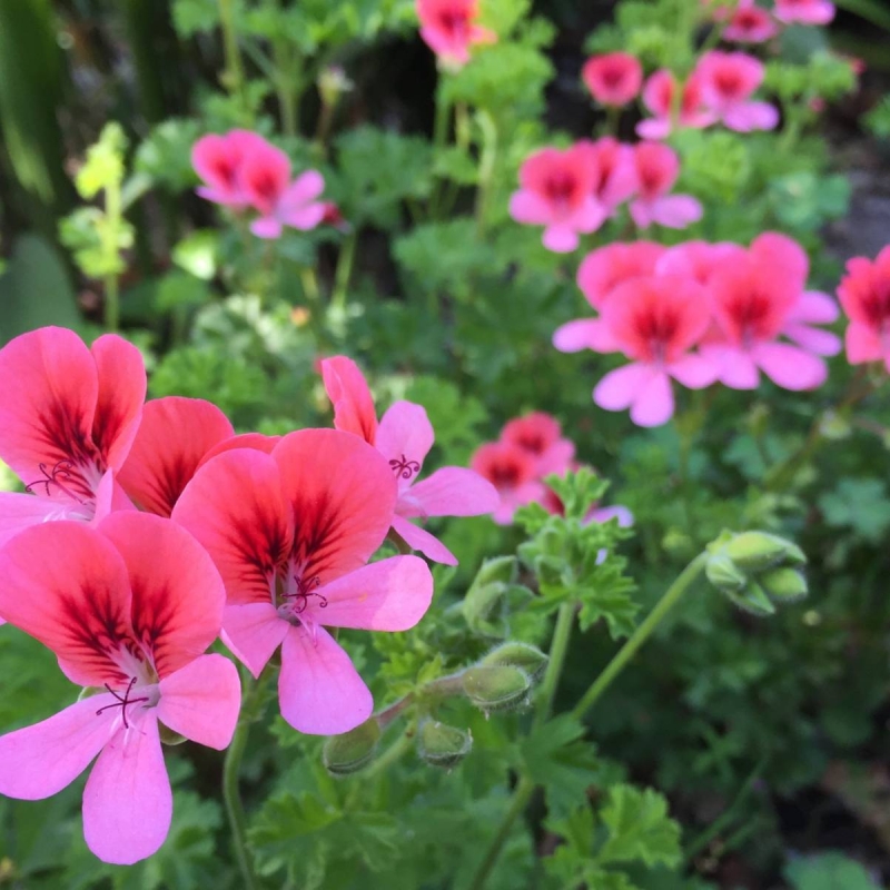 Pelargonium cultivar